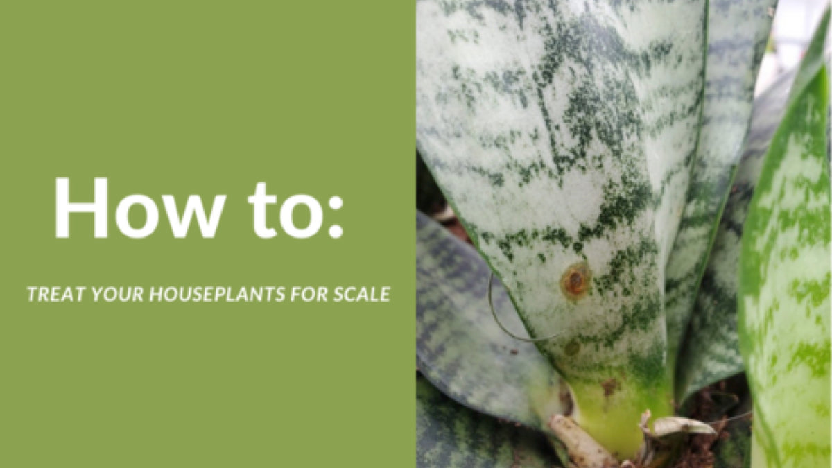 How To: Treat Your Houseplants For Scale – Floral Acres Greenhouse 