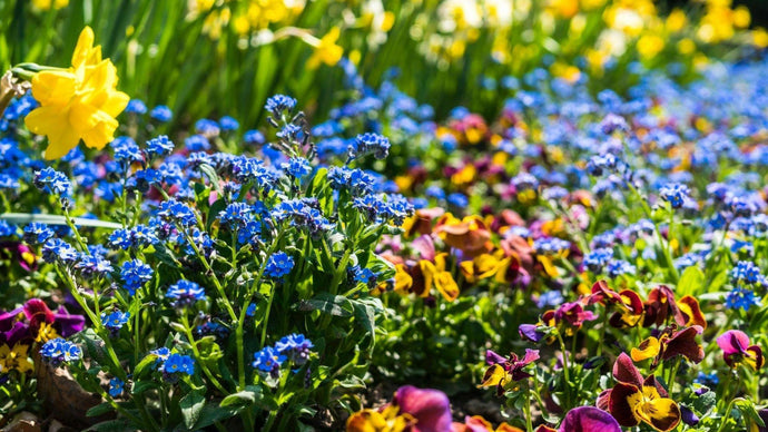 What's HOT in 2021: Your Guide to New Annual & Perennial Varieties at Floral Acres!