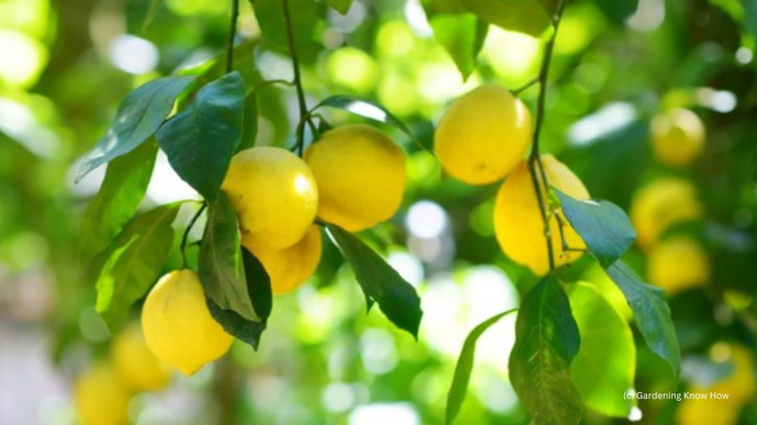 Growing a Lemon Tree Indoors - DIY!