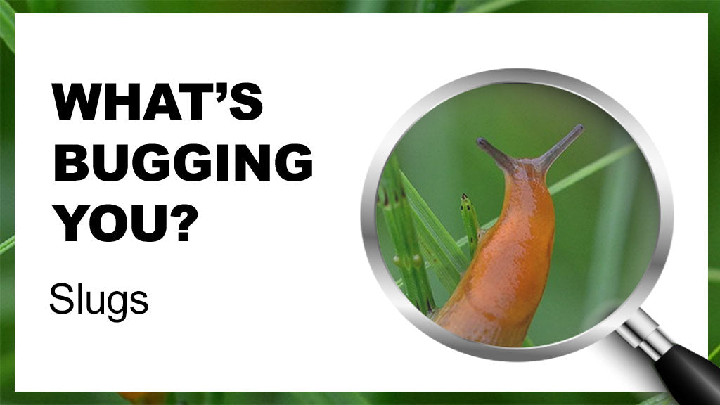 What's Bugging You? Slugs – Floral Acres Greenhouse & Garden Centre