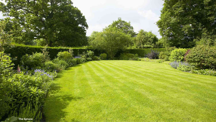 How To Top Dress a Lawn
