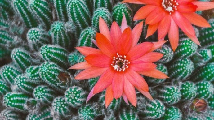 Get Hooked on Growing Cacti!
