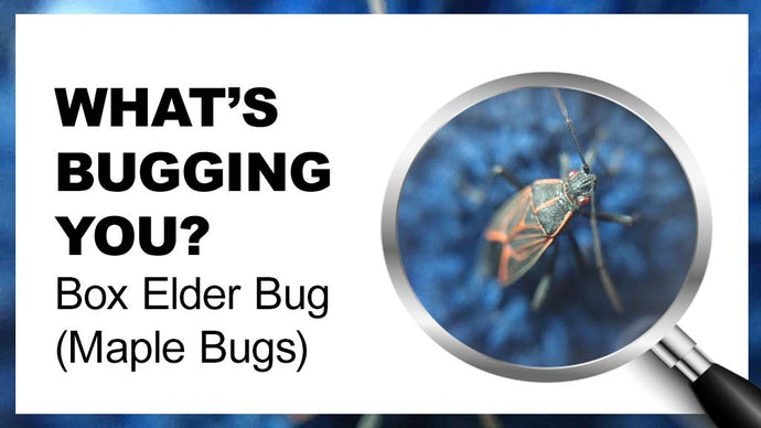 What’s Bugging You? Box Elder Bugs
