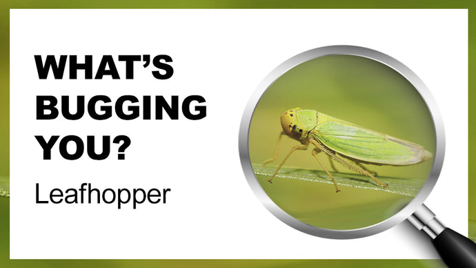 What's Bugging You? Leafhoppers