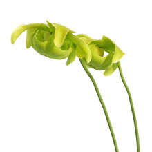 Load image into Gallery viewer, Sarracenia, 3.5in, Hardy Pitcher Plant