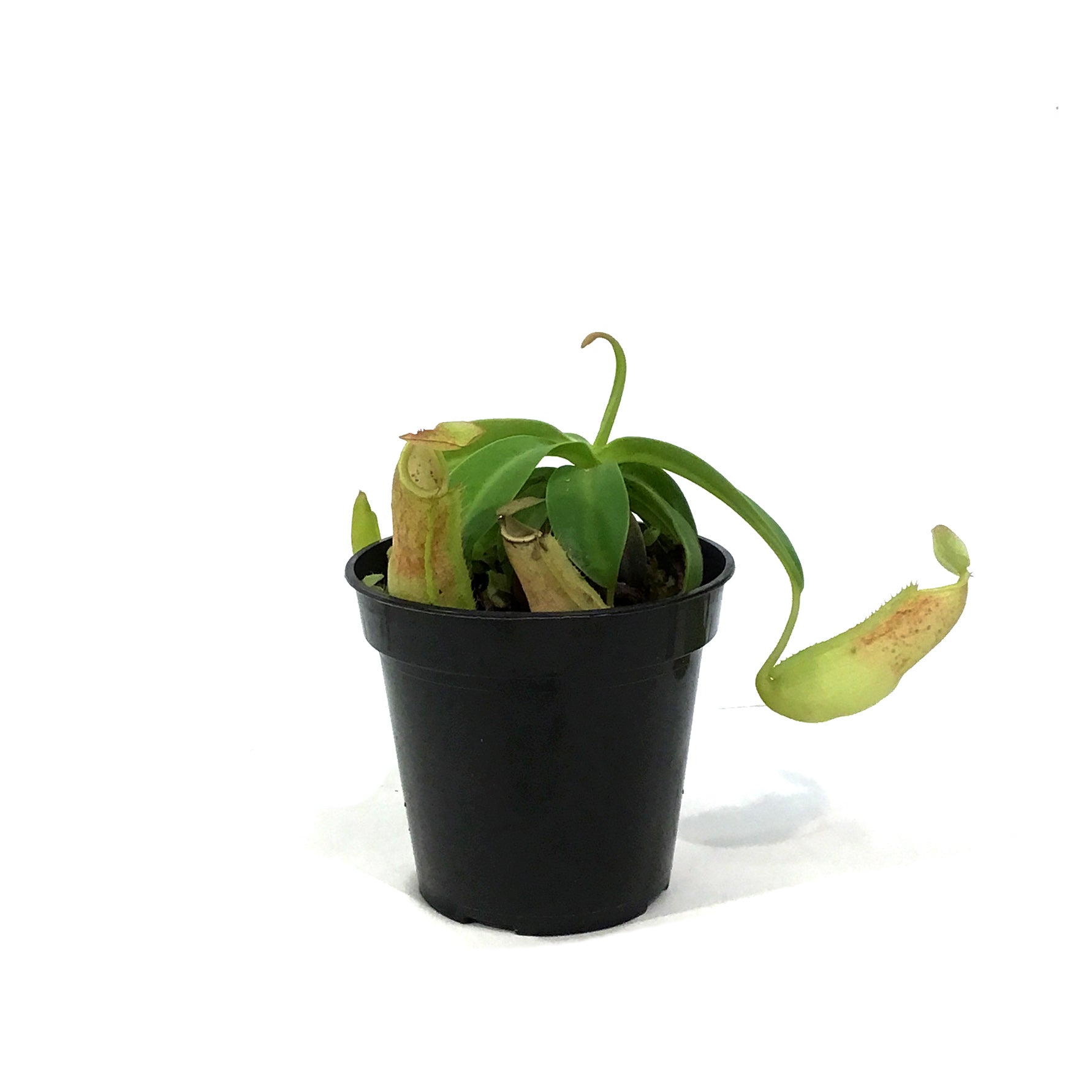 NEPENTHES NEPETHICA 鉢 Nepenthes, 3.5in, Tropical Pitcher Plant – Floral Acres Greenhouse