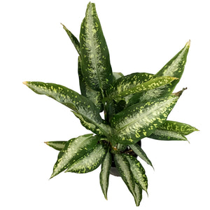 Dieffenbachia, 10in, Panther