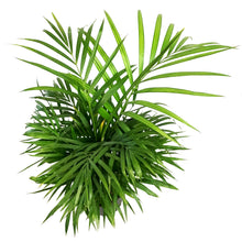 Load image into Gallery viewer, Palm, 10in, Areca