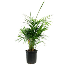 Load image into Gallery viewer, Palm, 10in, Areca