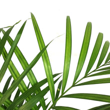 Load image into Gallery viewer, Palm, 10in, Areca