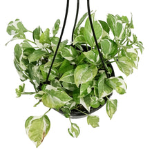 Load image into Gallery viewer, Pothos, 8in Hanging Basket, Pearls & Jade