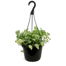 Load image into Gallery viewer, Pothos, 8in Hanging Basket, Pearls & Jade