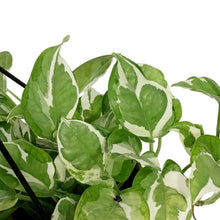 Load image into Gallery viewer, Pothos, 8in Hanging Basket, Pearls & Jade