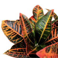Load image into Gallery viewer, Croton, 10in, Petra