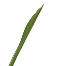 Load image into Gallery viewer, Spider Plant, 6.5in HB, White Edge