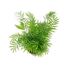 Load image into Gallery viewer, Palm, 6in, Neanthe Bella