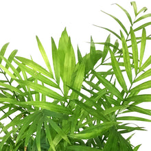 Load image into Gallery viewer, Palm, 6in, Neanthe Bella