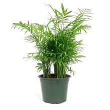 Load image into Gallery viewer, Palm, 6in, Neanthe Bella