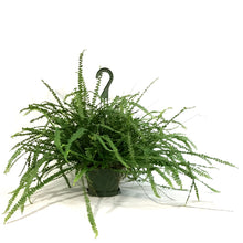 Load image into Gallery viewer, Fern, 6in HB, Lemon Button