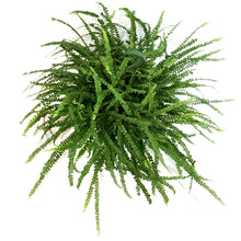 Load image into Gallery viewer, Fern, 6in HB, Lemon Button