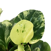 Load image into Gallery viewer, Peperomia, 6in, Marble
