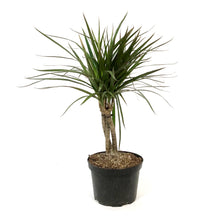 Load image into Gallery viewer, Dracaena, 6in, Marginata Braid