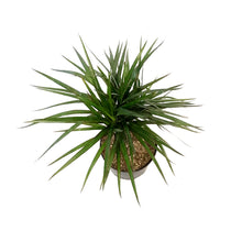 Load image into Gallery viewer, Dracaena, 6in, Marginata Braid
