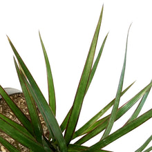 Load image into Gallery viewer, Dracaena, 6in, Marginata Braid