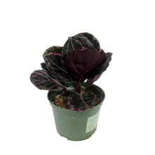 Load image into Gallery viewer, Calathea, 6in, Roseopicta