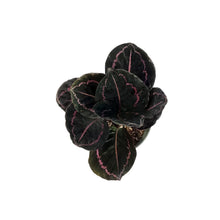 Load image into Gallery viewer, Calathea, 6in, Roseopicta