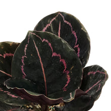 Load image into Gallery viewer, Calathea, 6in, Roseopicta