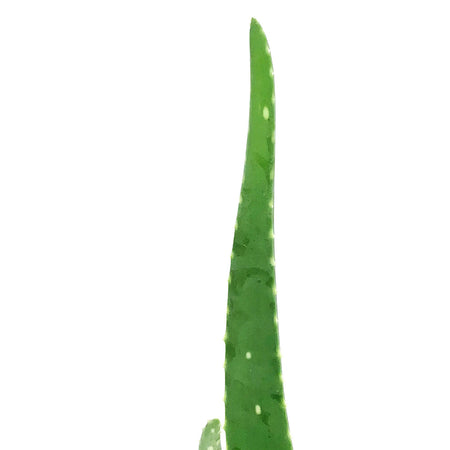 Aloe Vera, 4in