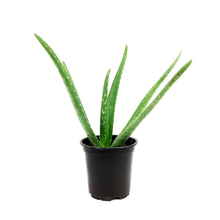 Load image into Gallery viewer, Aloe Vera, 4in