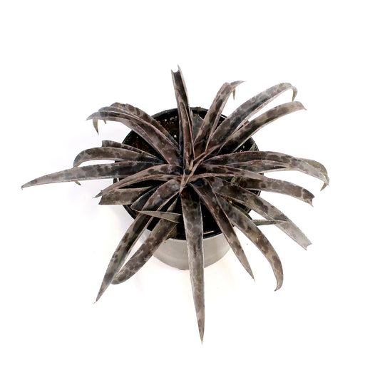 Mangave, 6in, Moonglow