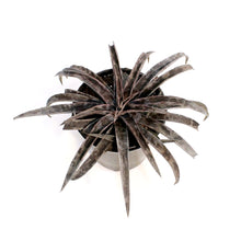 Load image into Gallery viewer, Mangave, 6in, Moonglow