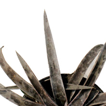 Load image into Gallery viewer, Mangave, 6in, Moonglow