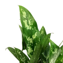 Load image into Gallery viewer, Aglaonema, 6in, Maria