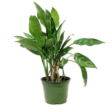 Load image into Gallery viewer, Aglaonema, 6in, Maria