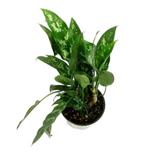 Load image into Gallery viewer, Aglaonema, 6in, Maria