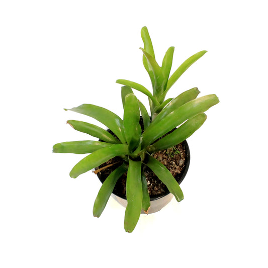 Bromeliad, 6in, Fireball