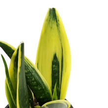 Load image into Gallery viewer, Sansevieria, 6in, Golden Flame