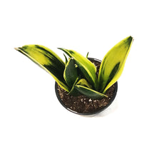 Load image into Gallery viewer, Sansevieria, 6in, Golden Flame