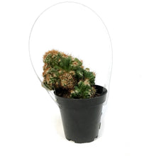 Load image into Gallery viewer, Cactus, 9cm, Cereus monstrose 'Rojo'