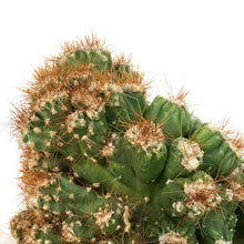 Load image into Gallery viewer, Cactus, 9cm, Cereus monstrose 'Rojo'