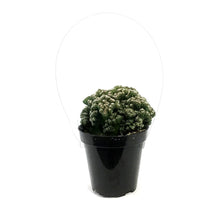 Load image into Gallery viewer, Cactus, 9cm, Cereus peruvianus 'Petra'