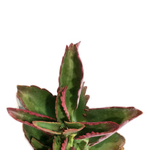 Load image into Gallery viewer, Succulent, 3.5in, Kalanchoe Thrysiflora Flapjacks