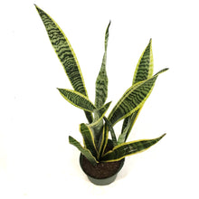 Load image into Gallery viewer, Sansevieria, 6in, Laurentii