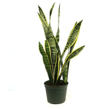 Load image into Gallery viewer, Sansevieria, 6in, Laurentii