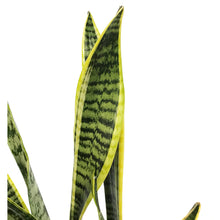 Load image into Gallery viewer, Sansevieria, 6in, Laurentii