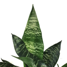 Load image into Gallery viewer, Sansevieria, 6in, Black Coral
